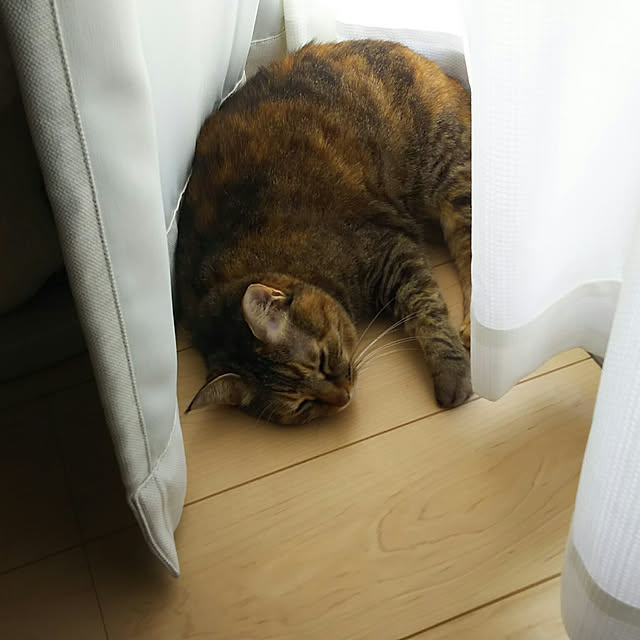 Yukoさんの実例写真