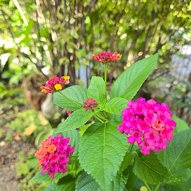 min_nimさんの実例写真