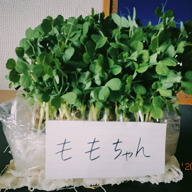 karoroさんの実例写真