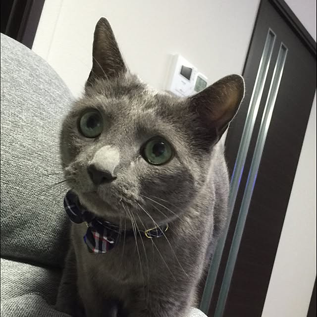 pussy.cat.bandさんの実例写真