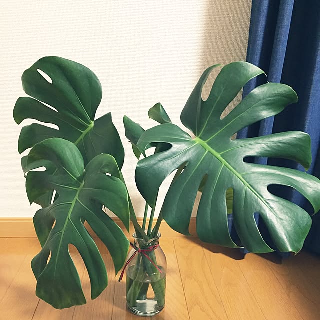 ayumiさんの実例写真