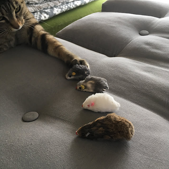 mikomaruさんの実例写真