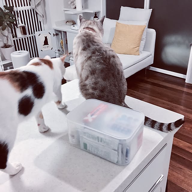 biblicatさんの実例写真