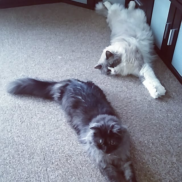 ritsさんの実例写真