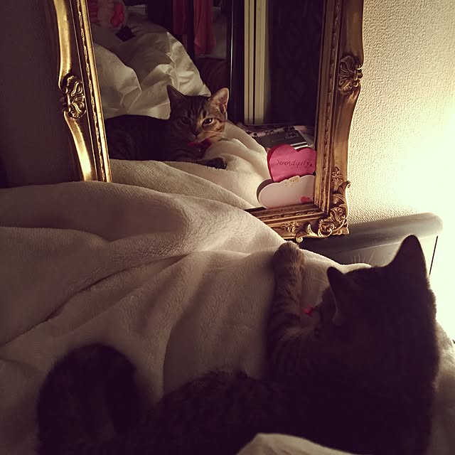 catwomanさんの実例写真