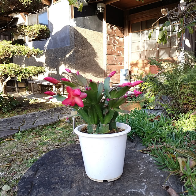 kuririnmamaさんの実例写真