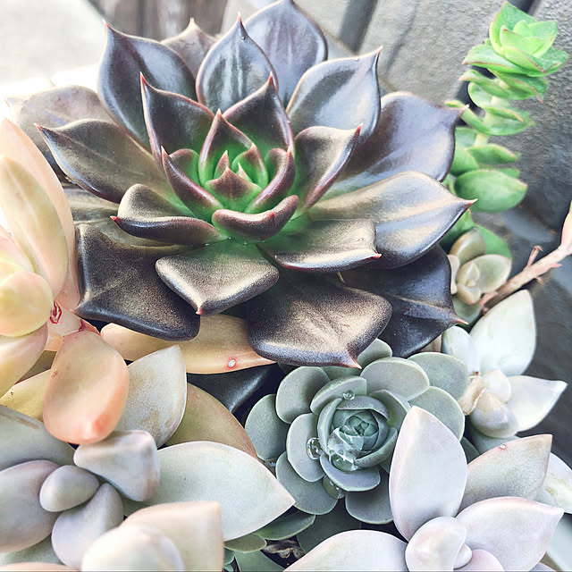 craneさんの実例写真