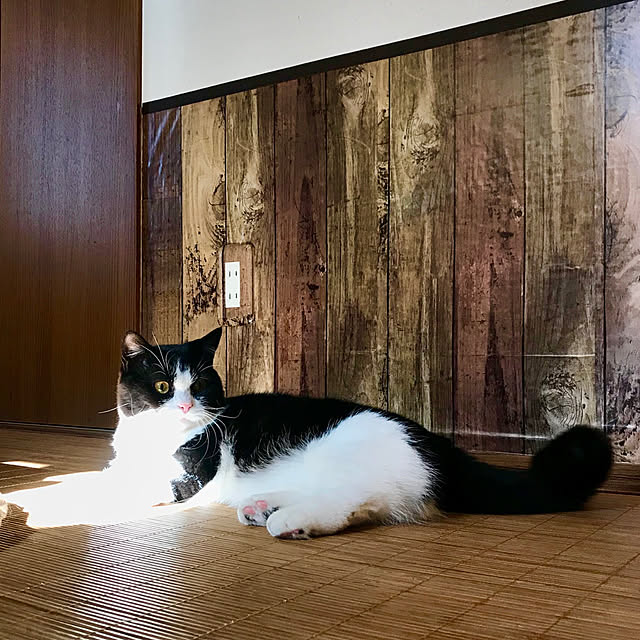 butachanさんの実例写真