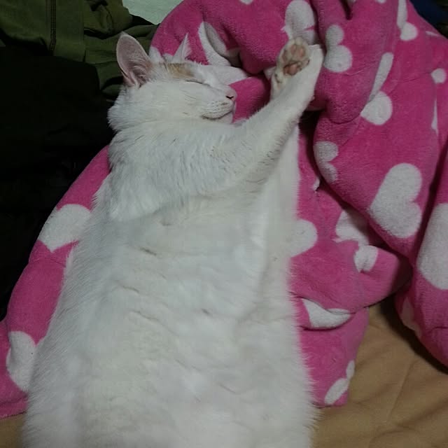 Yukikoさんの実例写真