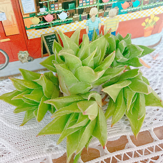Hanakaさんの部屋