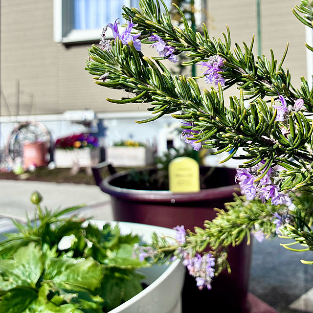 Junさんの実例写真