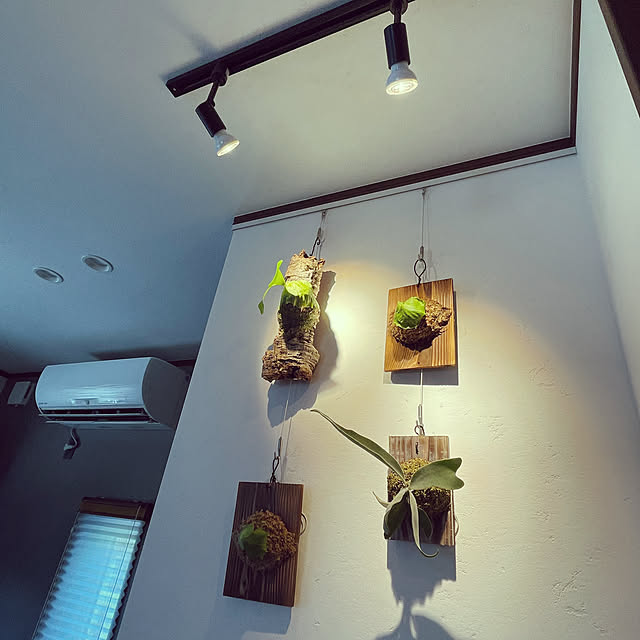 ビカクシダ板付けのインテリア実例 | RoomClip(ルームクリップ) ビカクシダ板付けのインテリア実例 | RoomClip(ルームクリップ)