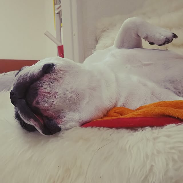 panchobiさんの実例写真