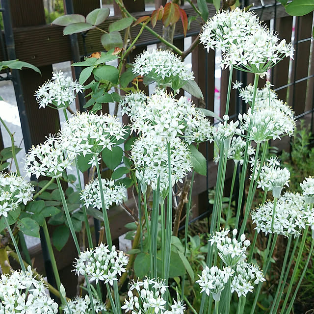 VIORAさんの実例写真