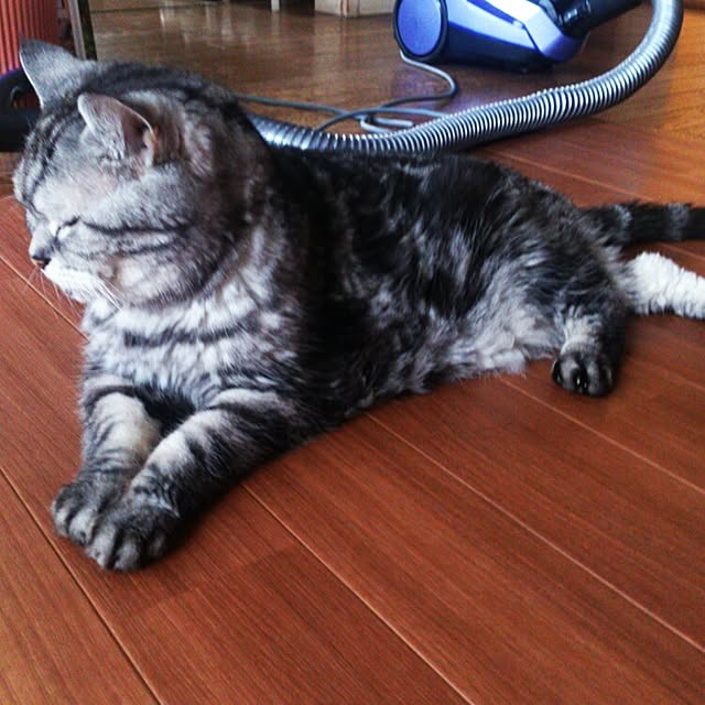 showさんの実例写真
