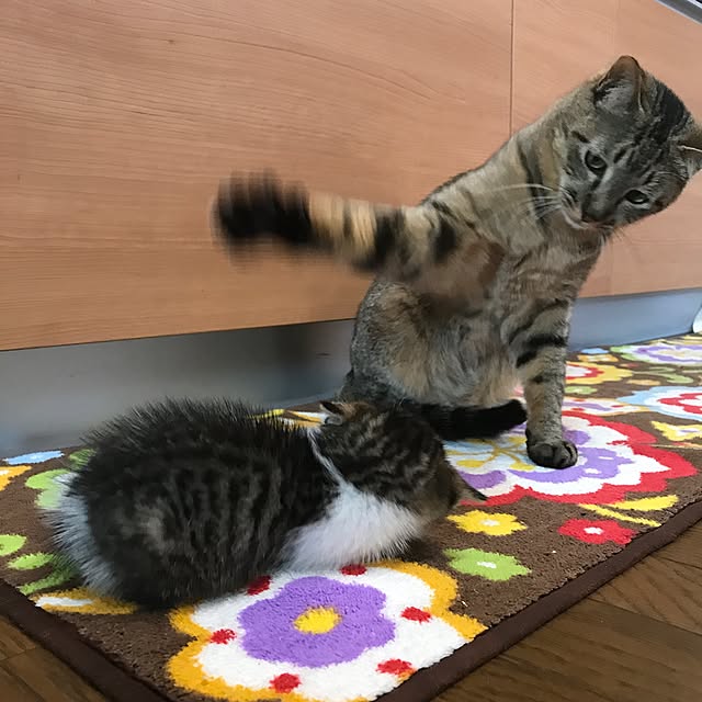pepeさんの実例写真