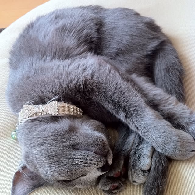 nekochanさんの実例写真