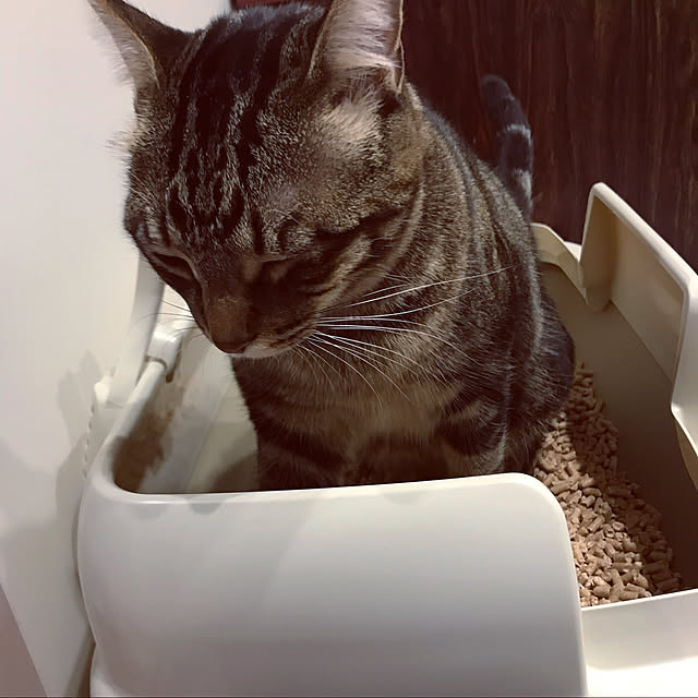 KAZUMAさんの実例写真