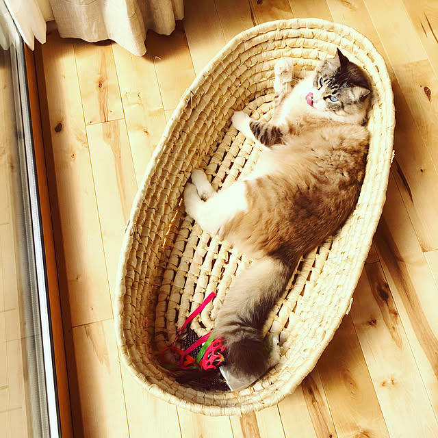 masyacanonさんの実例写真