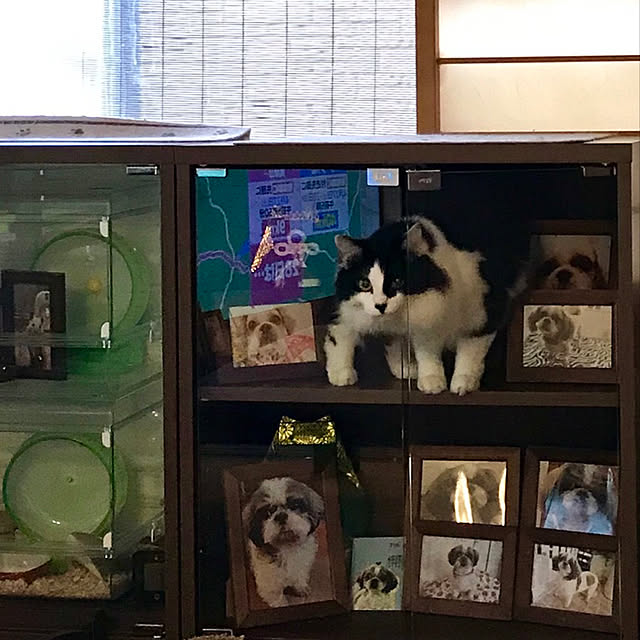 butachanさんの実例写真