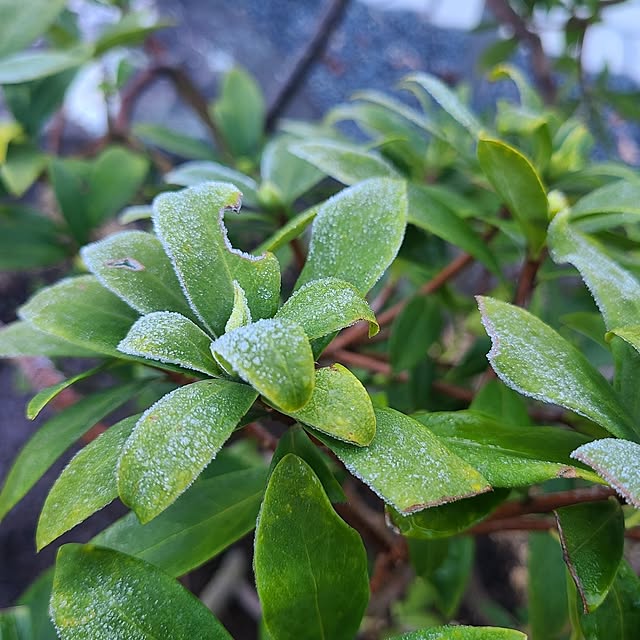 Rubiconさんの部屋