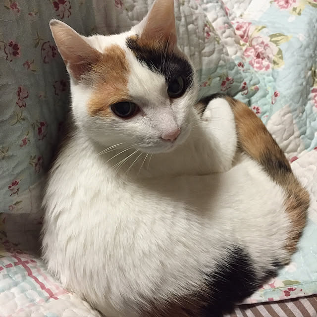 yocchiさんの実例写真
