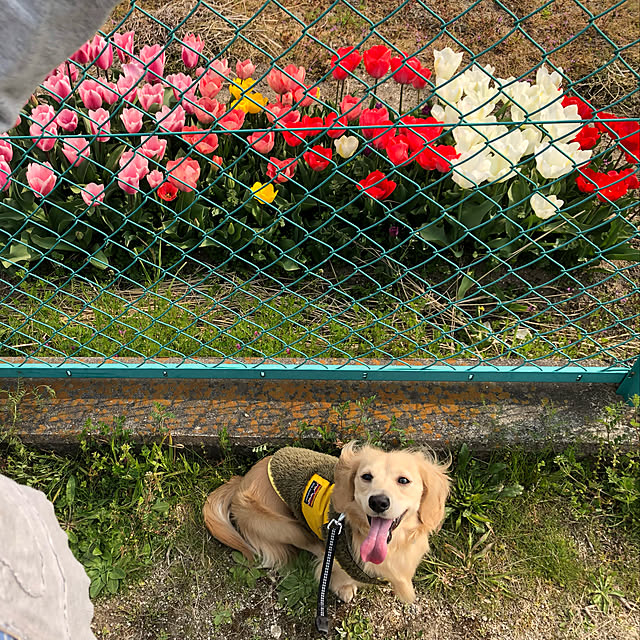 uninekoさんの実例写真