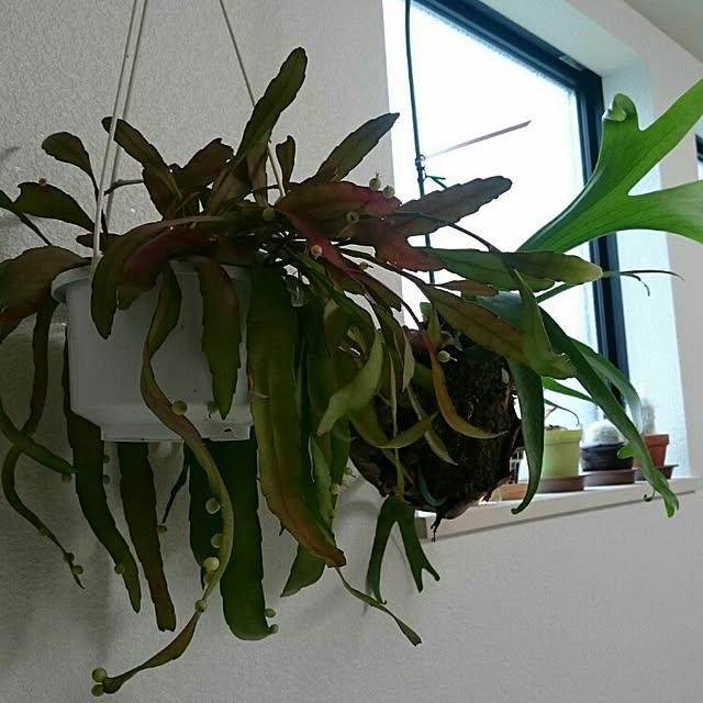 Rieさんの実例写真