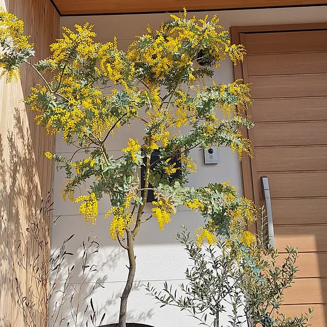 toramonaさんの部屋