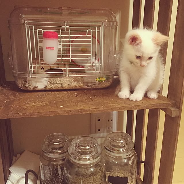 omo8さんの実例写真