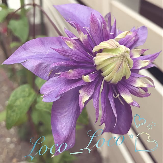 loco_locoさんの実例写真