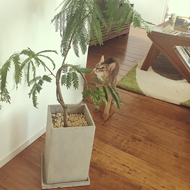 sakineko528さんの実例写真