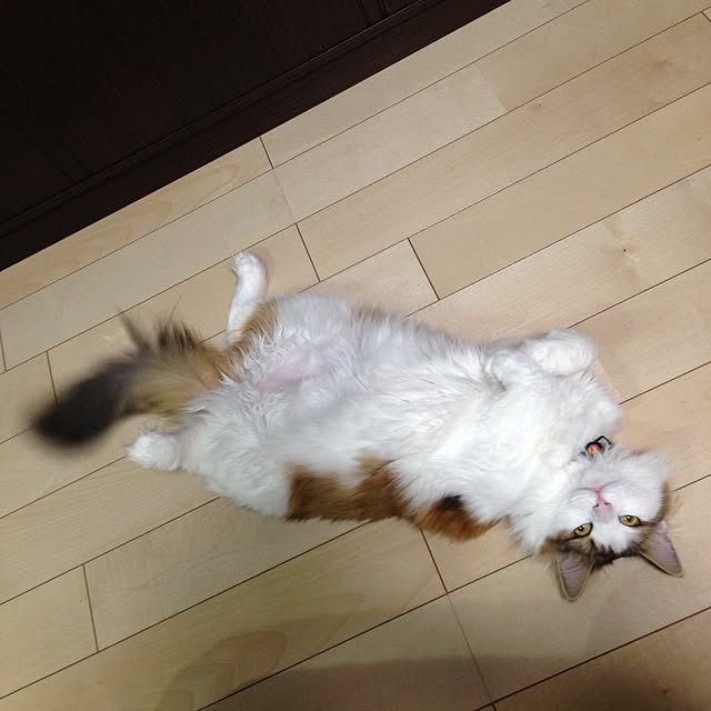 mikan0607さんの実例写真