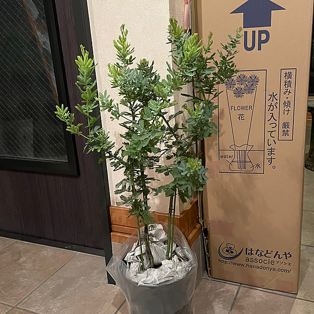 kuikoさんの部屋