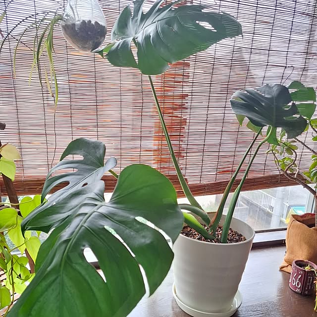 midoriさんの実例写真