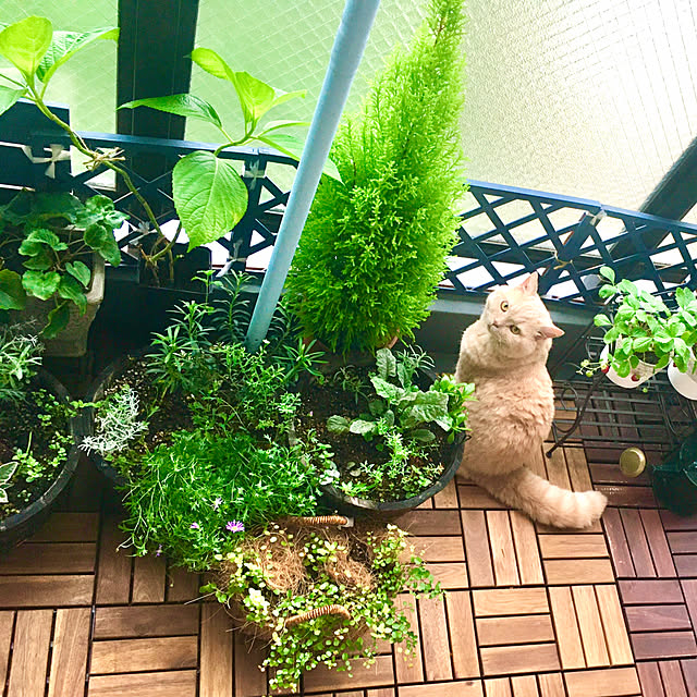 naokoさんの実例写真