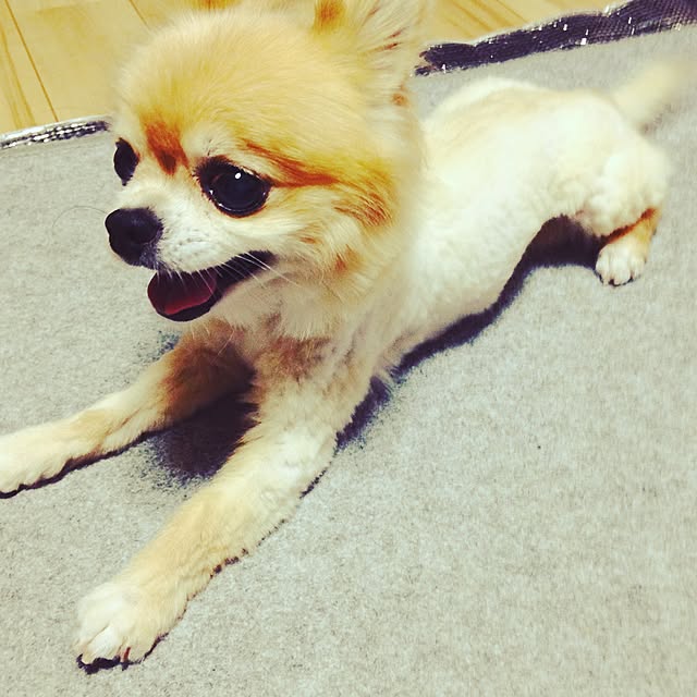 naomiさんの実例写真