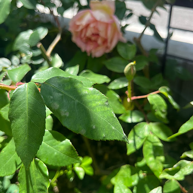 Virolさんの部屋