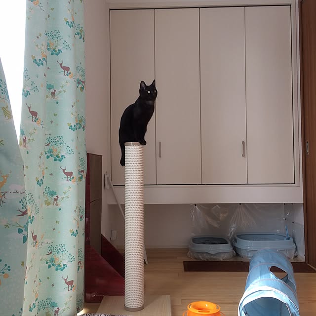 aruさんの実例写真