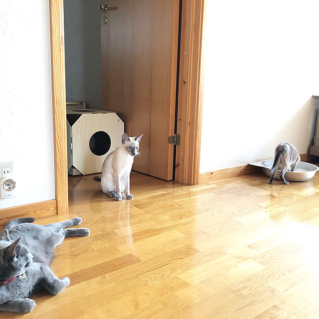 リビング/ドア/北欧/ねこのいる日常/多頭飼い...などのインテリア実例 - 2019-06-10 09:54:27