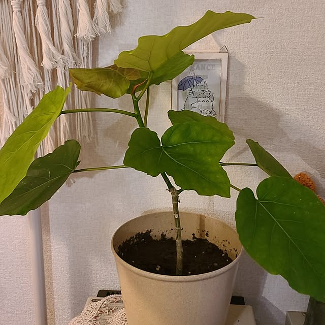 monnさんの部屋