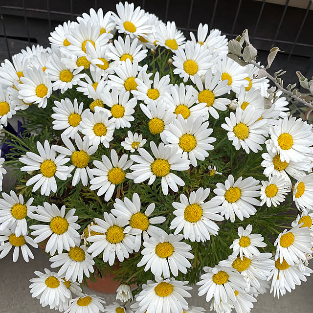 icemintさんの実例写真