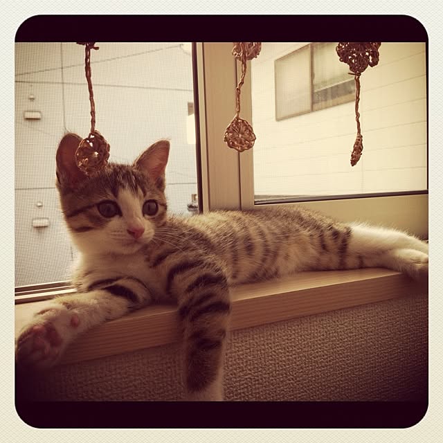棚/ペット/ねこのインテリア実例 - 2012-07-27 11:49:10