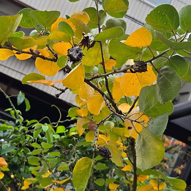 mitsuyama3136さんの実例写真