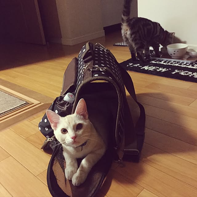 hiyupan88さんの実例写真