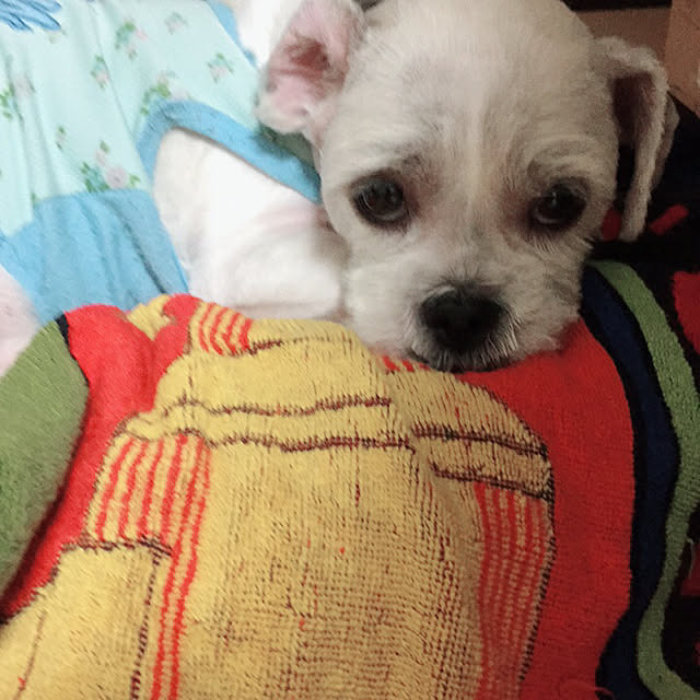 emiさんの実例写真