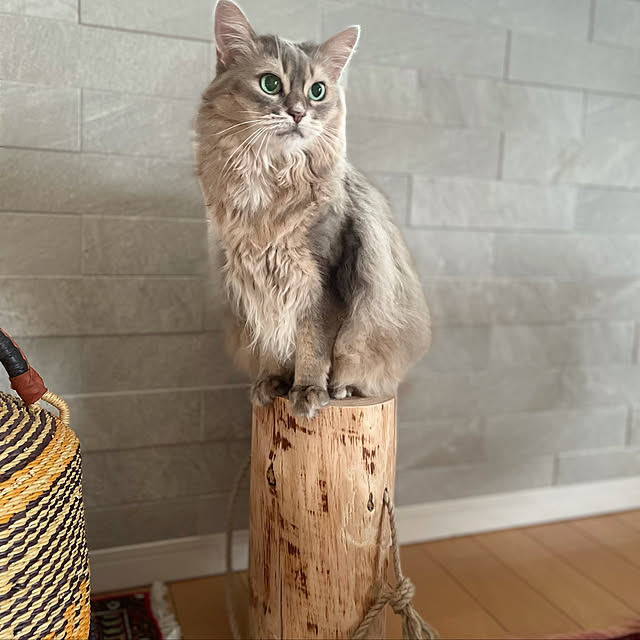 shihoさんの実例写真