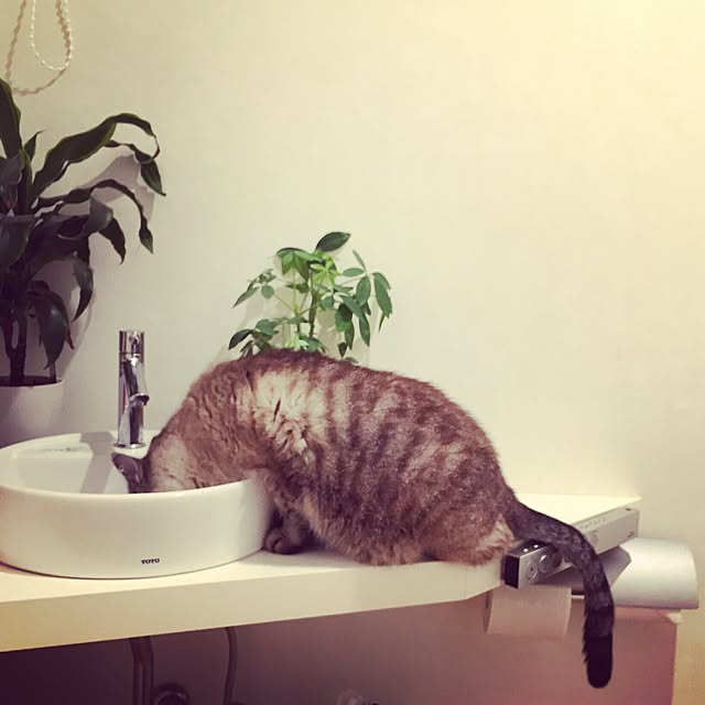 bamboobooCatDogさんの実例写真