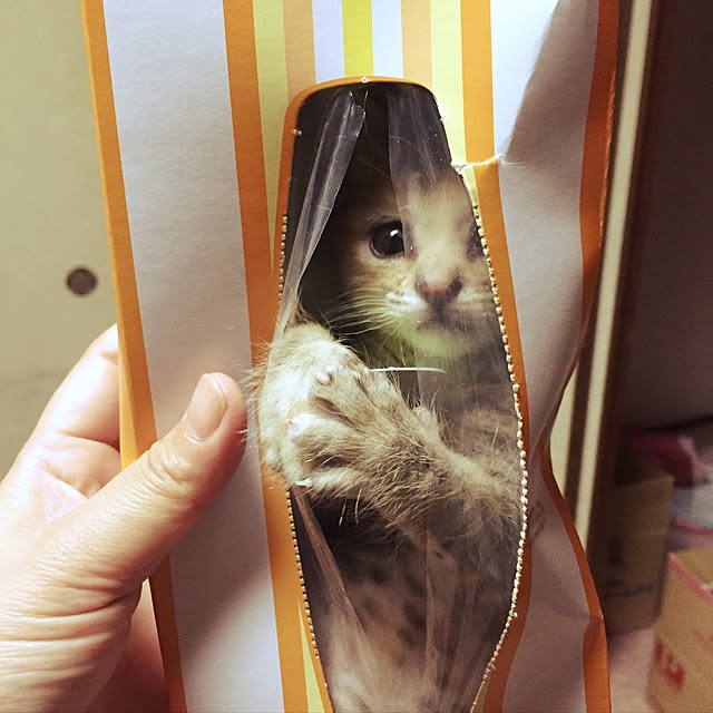 megmegさんの実例写真