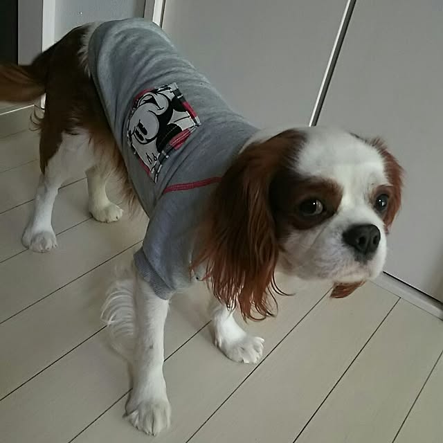 korikingさんの実例写真
